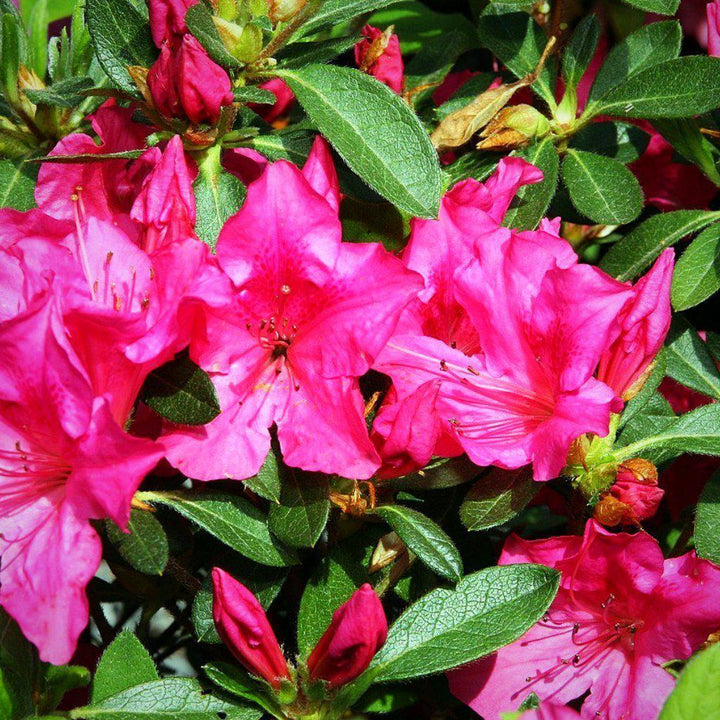 Rododendro 'Roblee' ~ Encore® Autumn Sangria™ Azalea