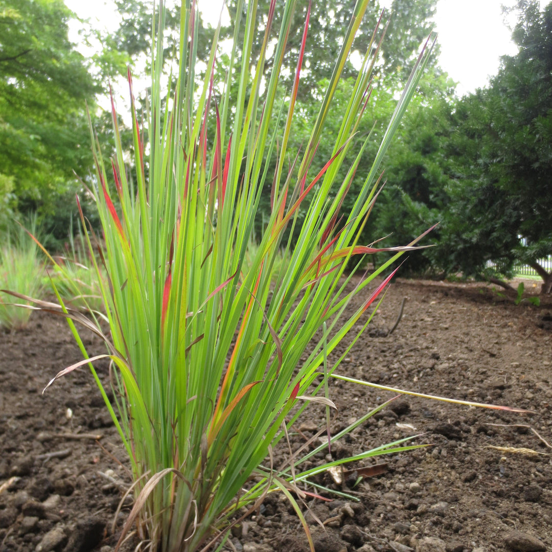 Schizachyrium scoparium 'Standing Ovation' ~ Standing Ovation Little Bluestem