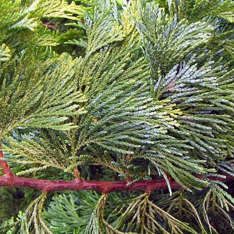 Chamaecyparis obtusa 'Crippsii' ~ Falso ciprés Hinoki dorado