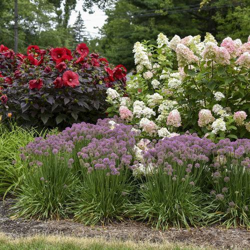 Allium ‘Serendipity’ ~ Serendipity Ornamental Onion