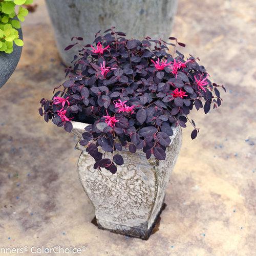 Loropetalum chinense 'Beni Hime' ~ Jazz Hands Mini® Flor con flecos