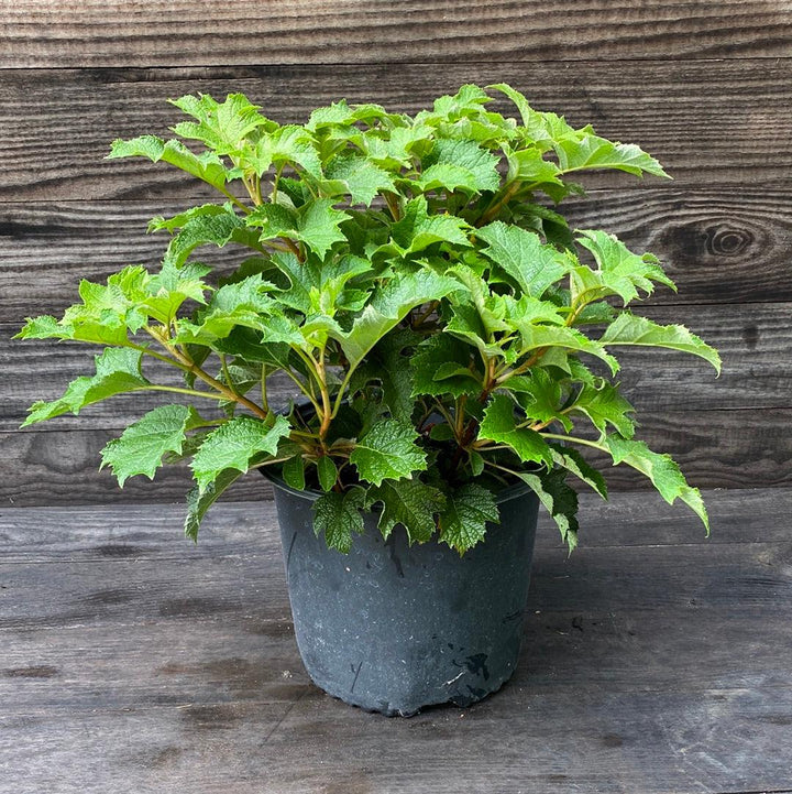 Hydrangea quercifolia 'Zapatillas de rubí' ~ Zapatillas de rubí Hortensia de hoja de roble