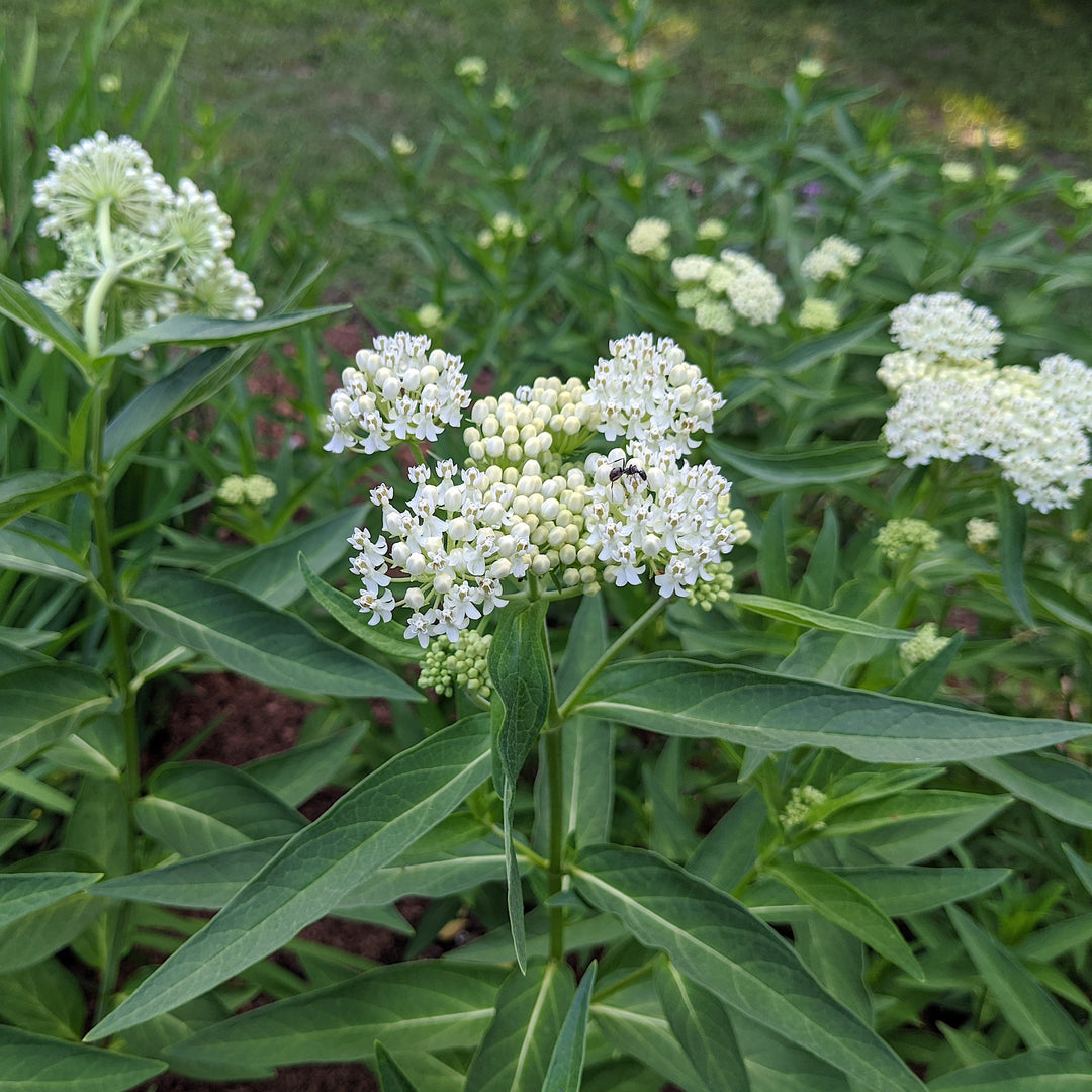 Asclepias incarnata 'Ice Ballet' ~ Ice Ballet Swamp Milkweed