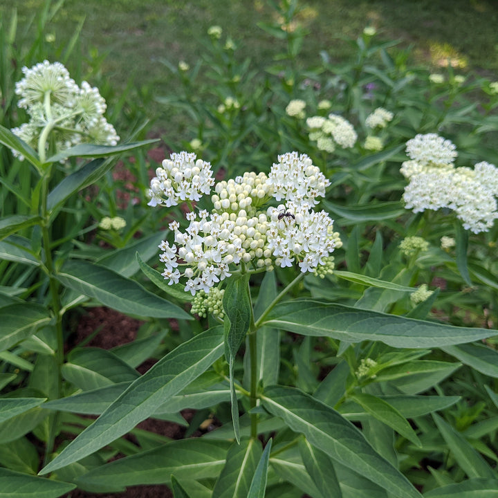 Asclepias incarnata 'Ice Ballet' ~ Ice Ballet Swamp Milkweed