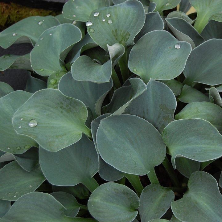 Hosta 'Blue Mouse Ears' ~ Blue Mouse Ears Hosta