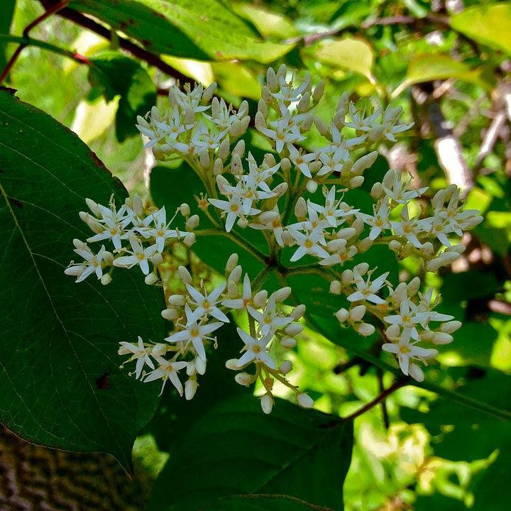 Cornus amomum ~ Cornejo sedoso