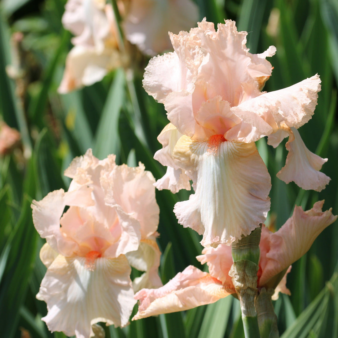 Iris germanica 'Peggy Sue' ~ Peggy Sue Bearded Iris