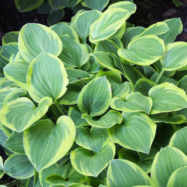 Hosta x 'Golden Tiara' ~ Golden Tiara Hosta