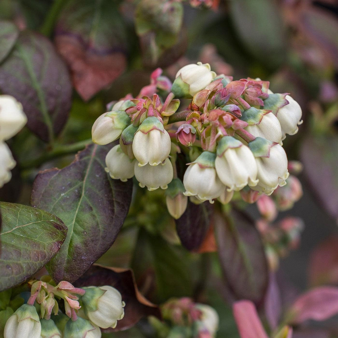 Vaccinium corymbosum 'ZF06-043' ~ Bushel and Berry® Peach Sorbet® Blueberry