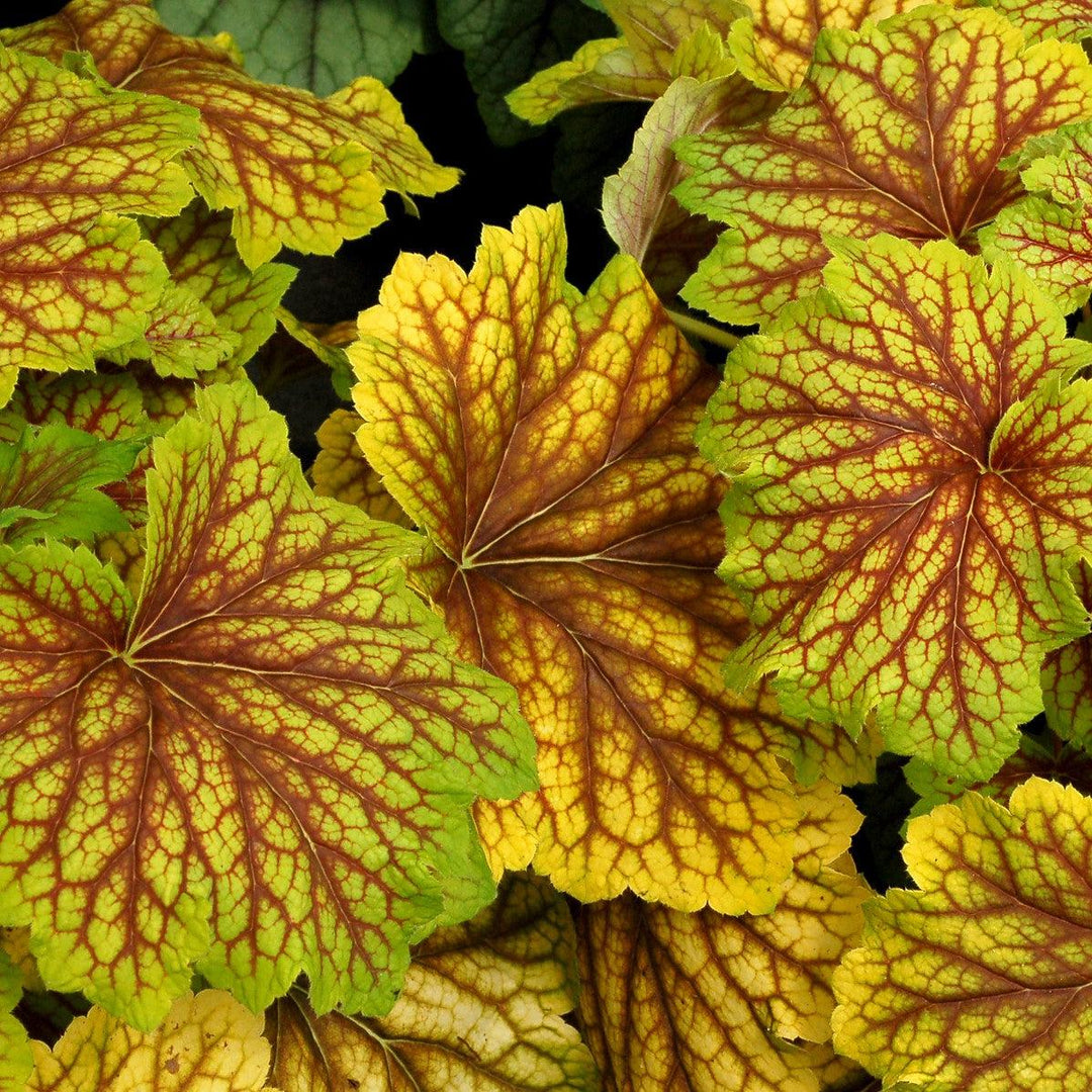 Heuchera 'Red Lightning' ~ Red Lightning Coral Bells