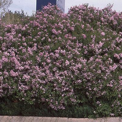 Syringa meyeri 'Palibin' ~ Palibin Korean Lilac