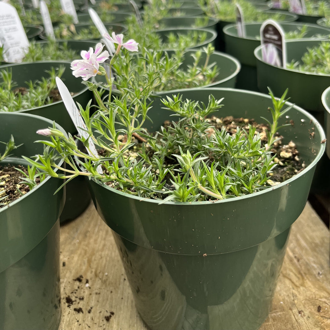 Phlox subulata 'Candy Stripes' ~ Candy Stripes Creeping Phlox