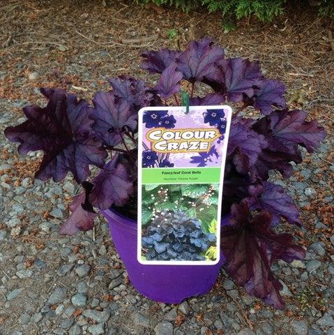 Heuchera x 'TNHEUFP' ~ Forever® Purple Coral Bells