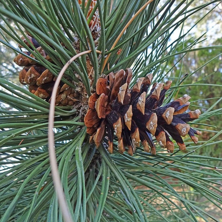 Pinus nigra ~ Black Pine