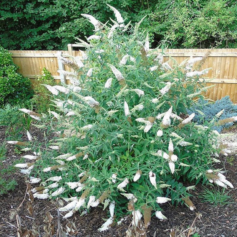 Buddleia davidii 'White Profusion' ~ Arbusto de mariposa White Profusion