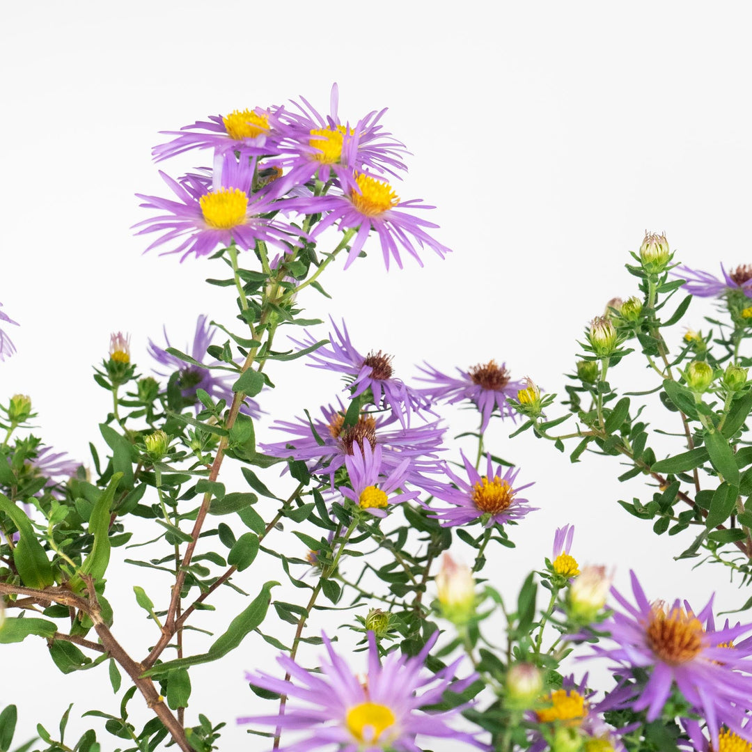 Aster oblongifolius 'Raydon's Favorite' ~ Raydon's Favorite Aromatic Aster