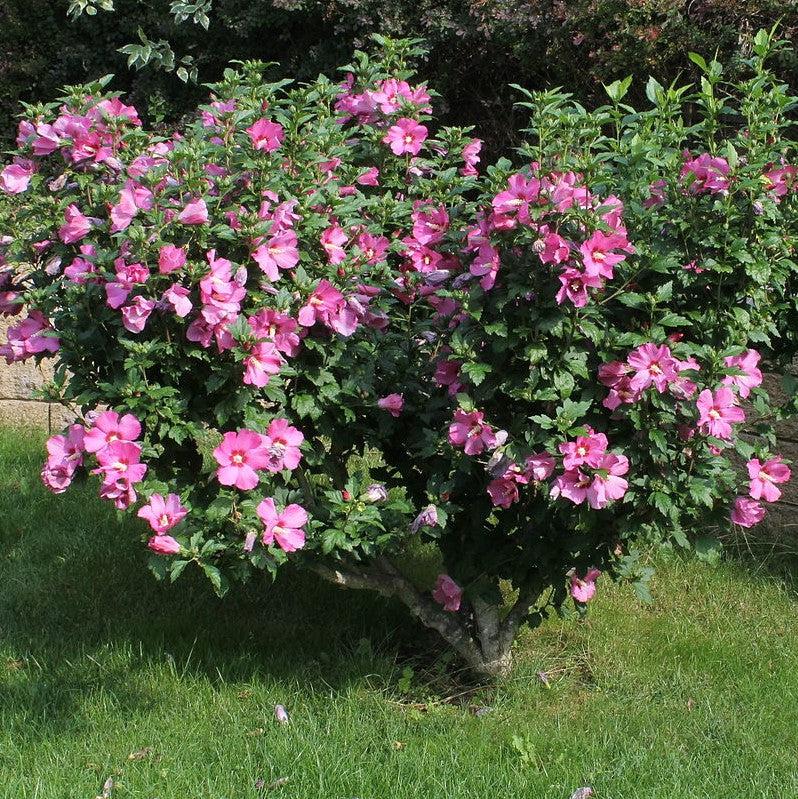 Hibiscus syriacus ~ Rosa de Sarón; Hibisco