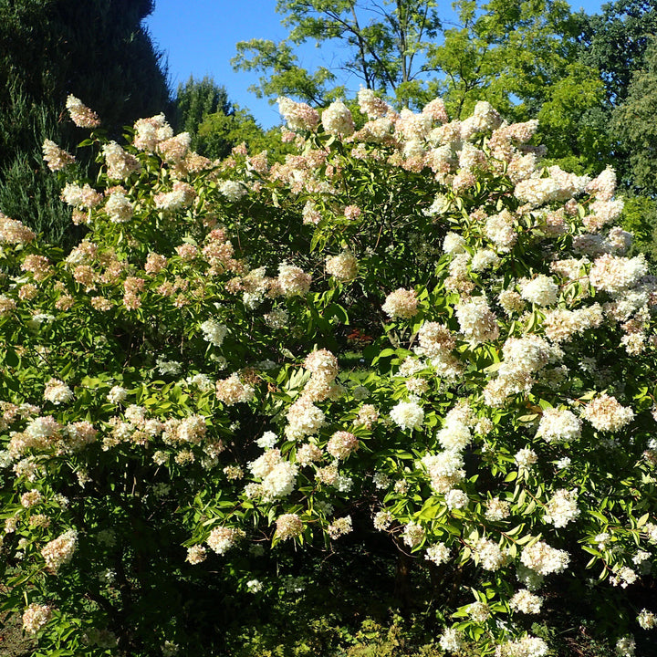 Hydrangea paniculata 'Grandiflora' ~ Pee Gee Hydrangea