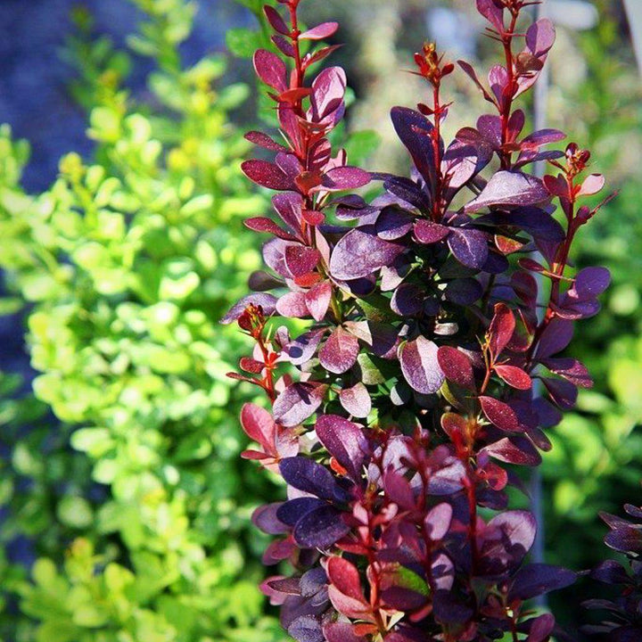 Berberis thunbergii f. atropurpurea 'Helmond Pillar' ~ Agracejo Helmond Pillar