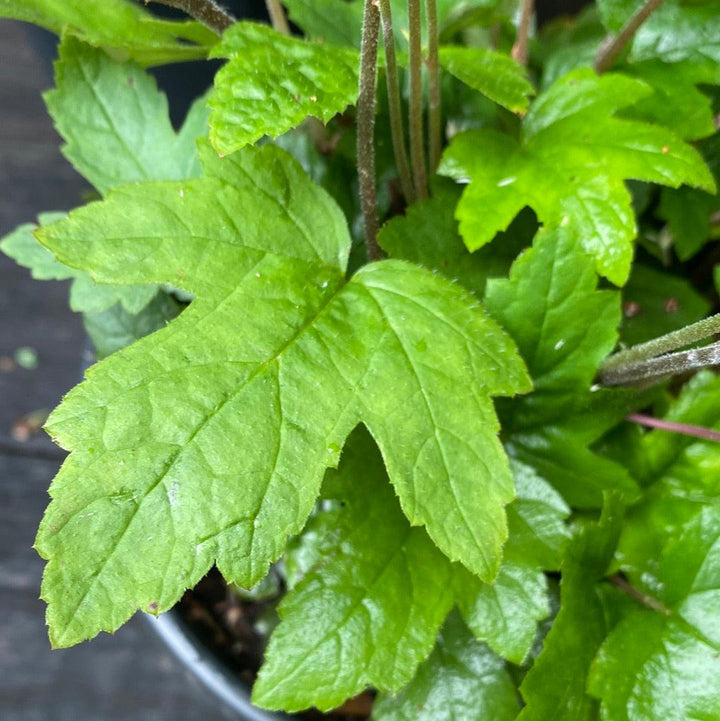 Tiarella cordifolia 'Oakleaf' ~ Oakleaf Foam Flower