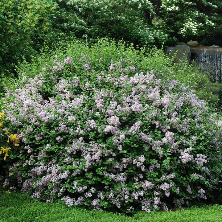 Syringa meyeri 'Palibin' ~ Palibin Korean Lilac