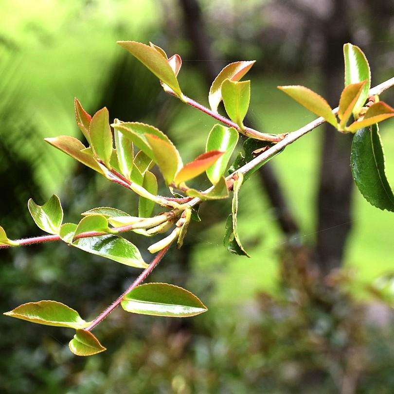 Camelia sasanqua 'Setsugekka' ~ Setsugekka Camelia