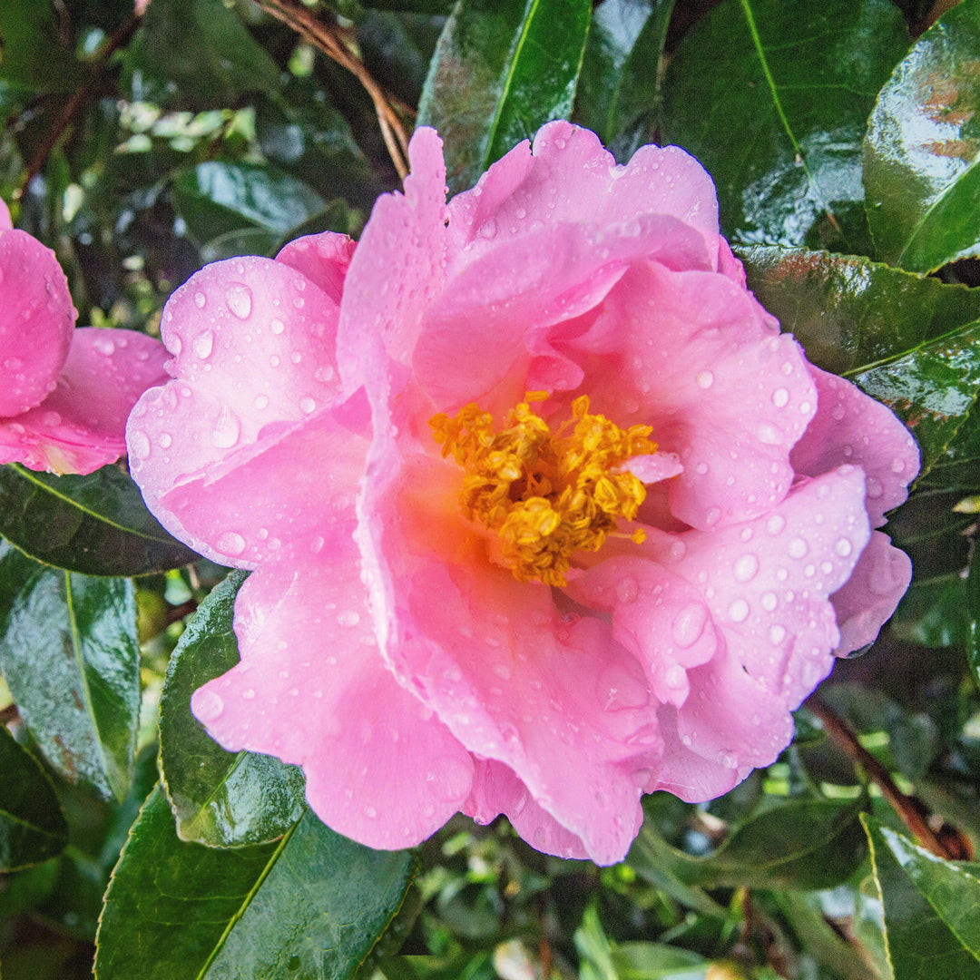 Camellia japonica 'Carámbano rosa' ~ Camelia carámbano rosa