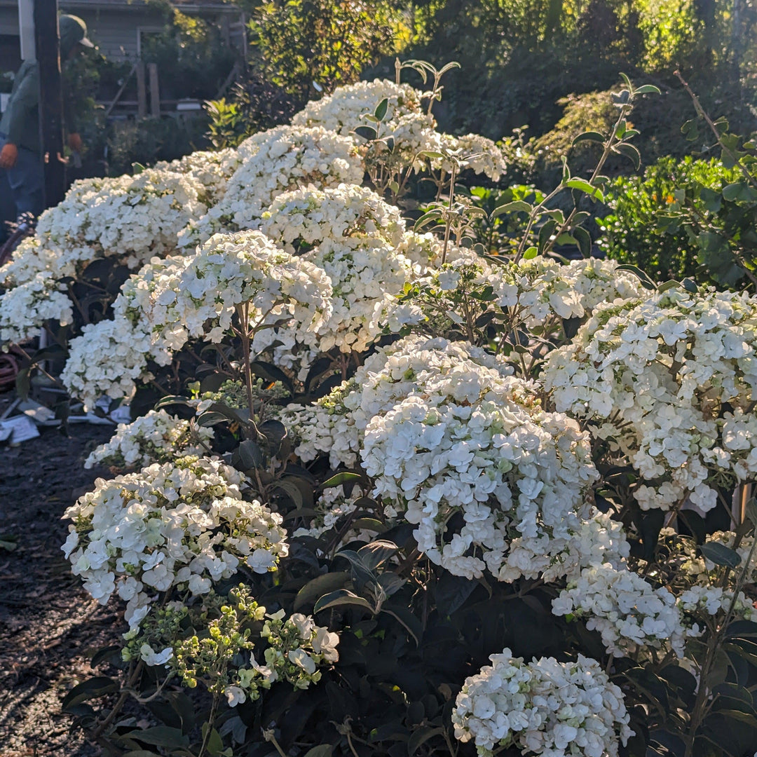 Viburnum macrocephalum ~ Chinese Snowball Viburnum