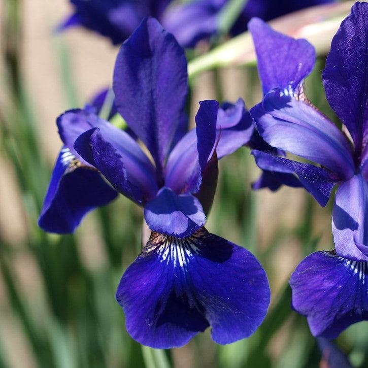 Iris sibirica Caesar's Brother ~ 'Caesar's Brother' Siberian Iris