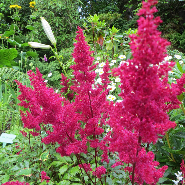 Astilbe japonica 'Montgomery' ~ Montgomery Japanese Astilbe