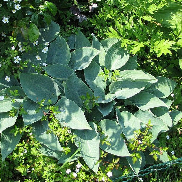 Hosta 'Halcyon' ~ Halcyon Hosta