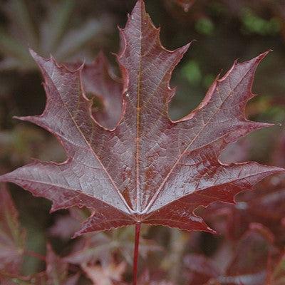 Acer platanoides 'Crimson Sentry' ~ Crimson Sentry Norway Maple