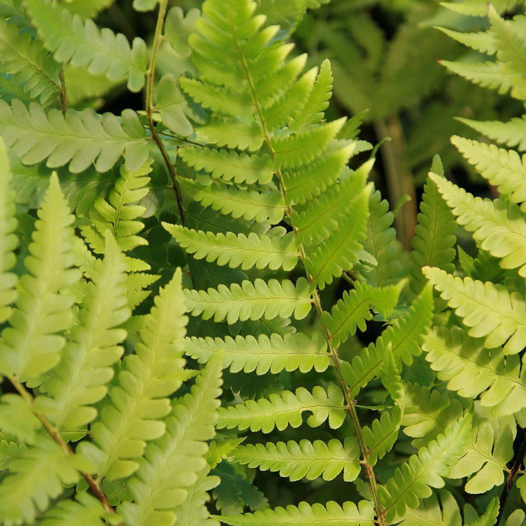 Dryopteris x australis ~ Dixie Wood Fern