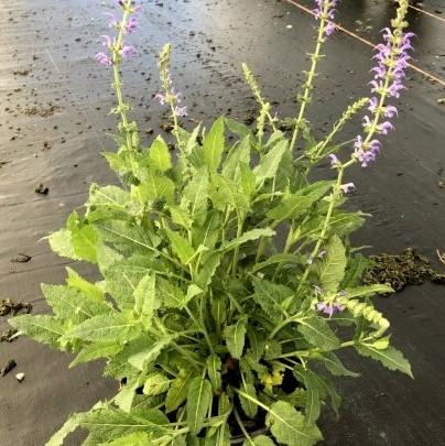 Salvia x sylvestris 'Mainacht’ ~ May Night Wood Sage