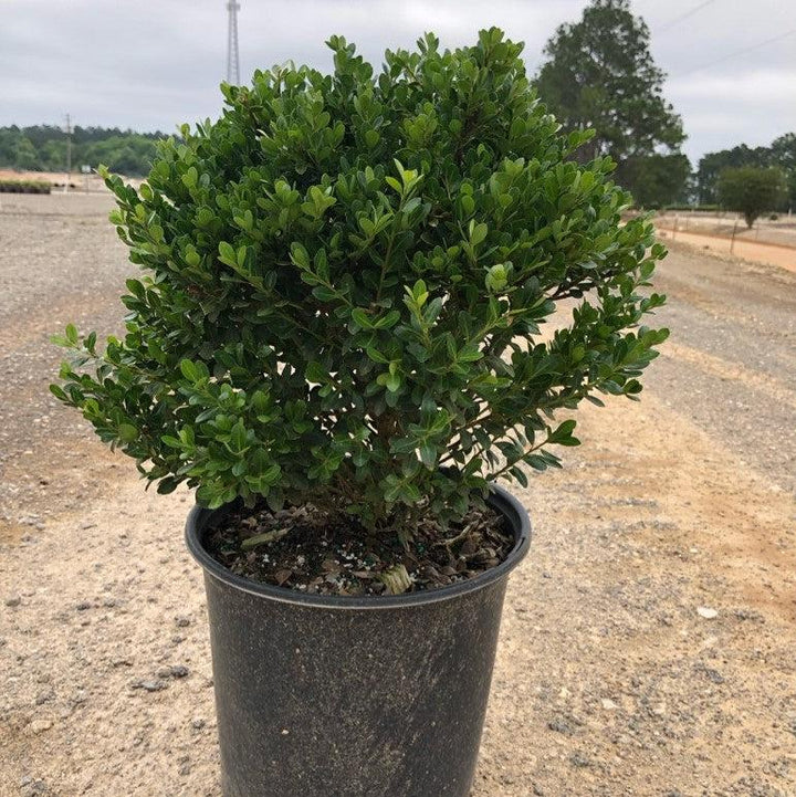 Ilex crenata 'Compacta' ~ Acebo japonés compacto