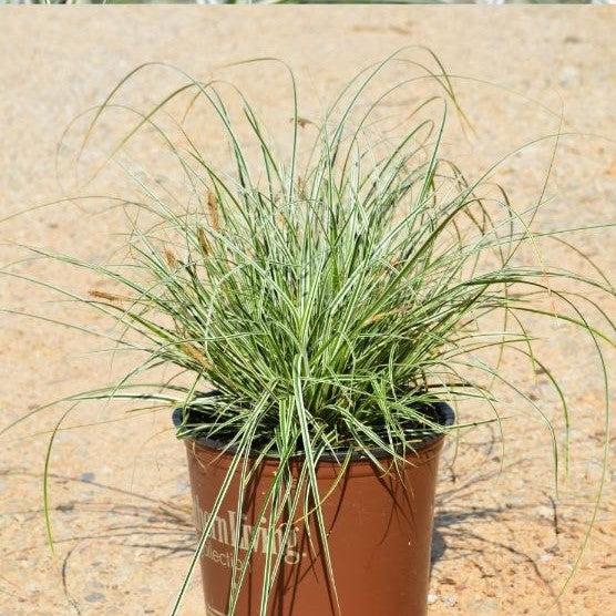 Carex oshimensis 'CarFit01' ~ Evercolor® Everest Variegated Sedge