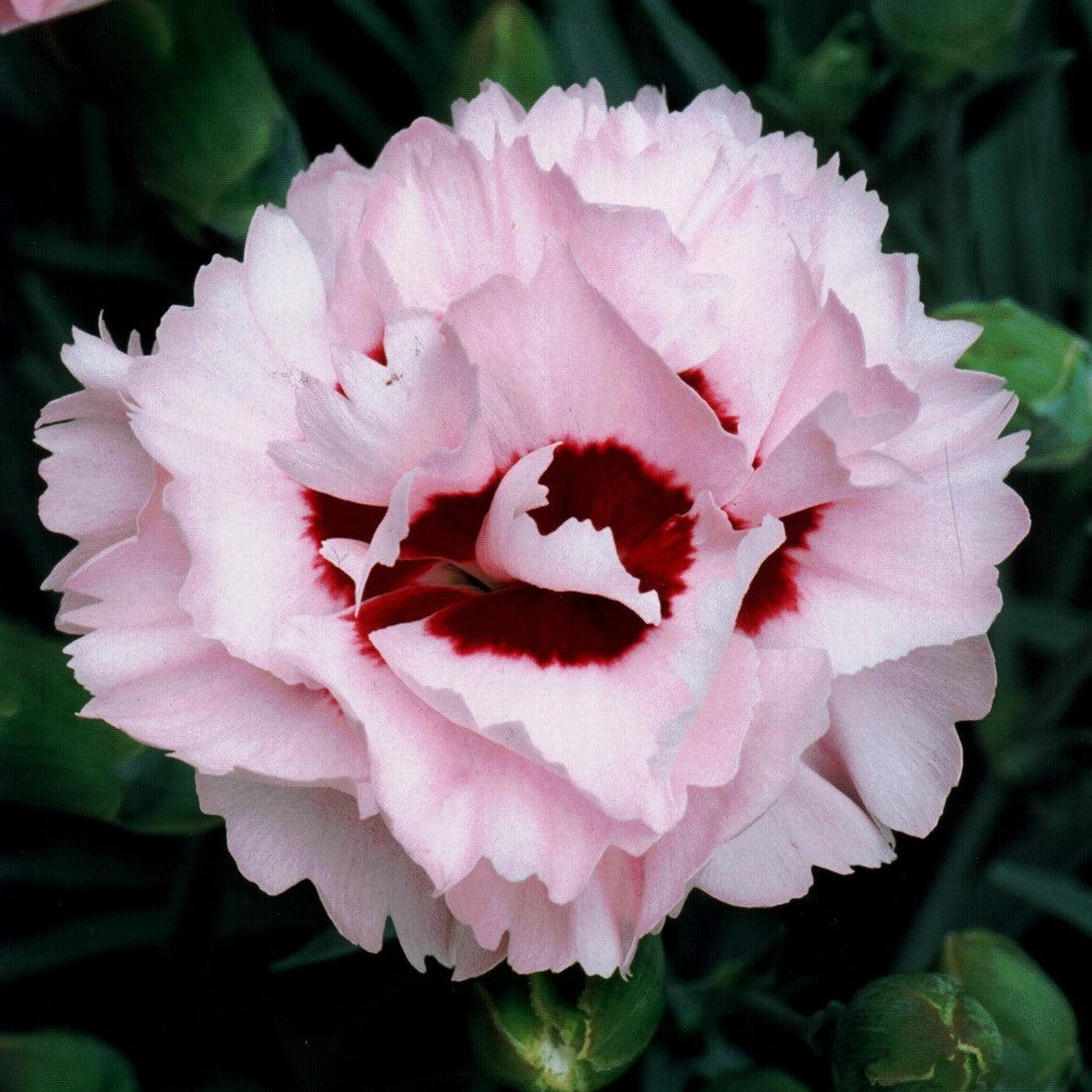 Dianthus x 'Devon Yolande' ~ Scent First® Raspberry Surprise Dianthus