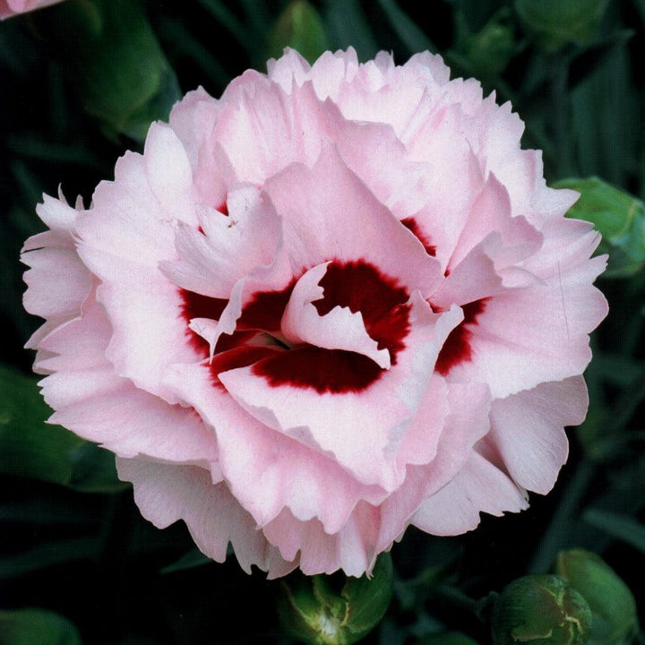 Dianthus x 'Devon Yolande' ~ Scent First® Raspberry Surprise Dianthus