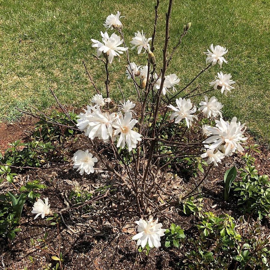 Magnolia stellata 'Centenario' ~ Magnolia Estrella Centenario