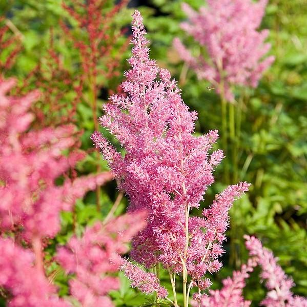 Astilbe japonica 'Rheinland' ~ Rheinland Japanese Astilbe