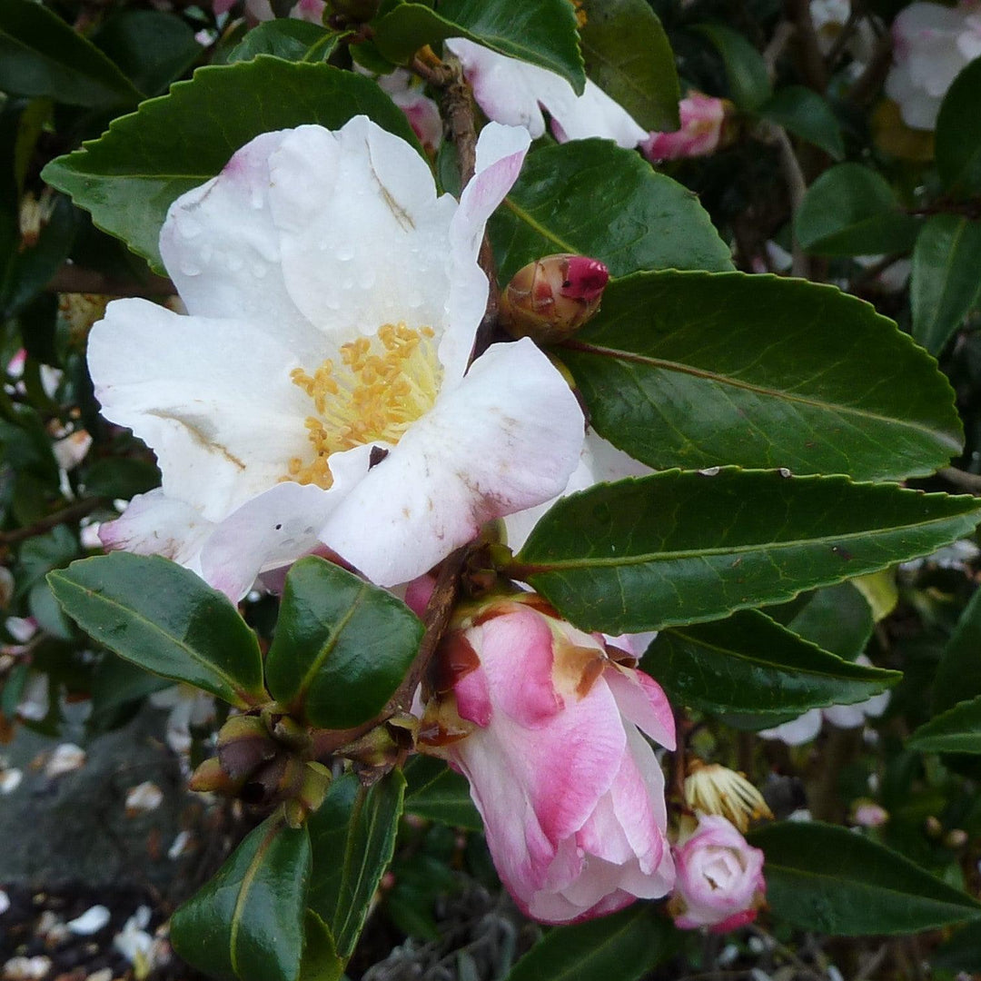 Camelia sasanqua 'Yoi Machi' ~ Yoi Machi Camelia