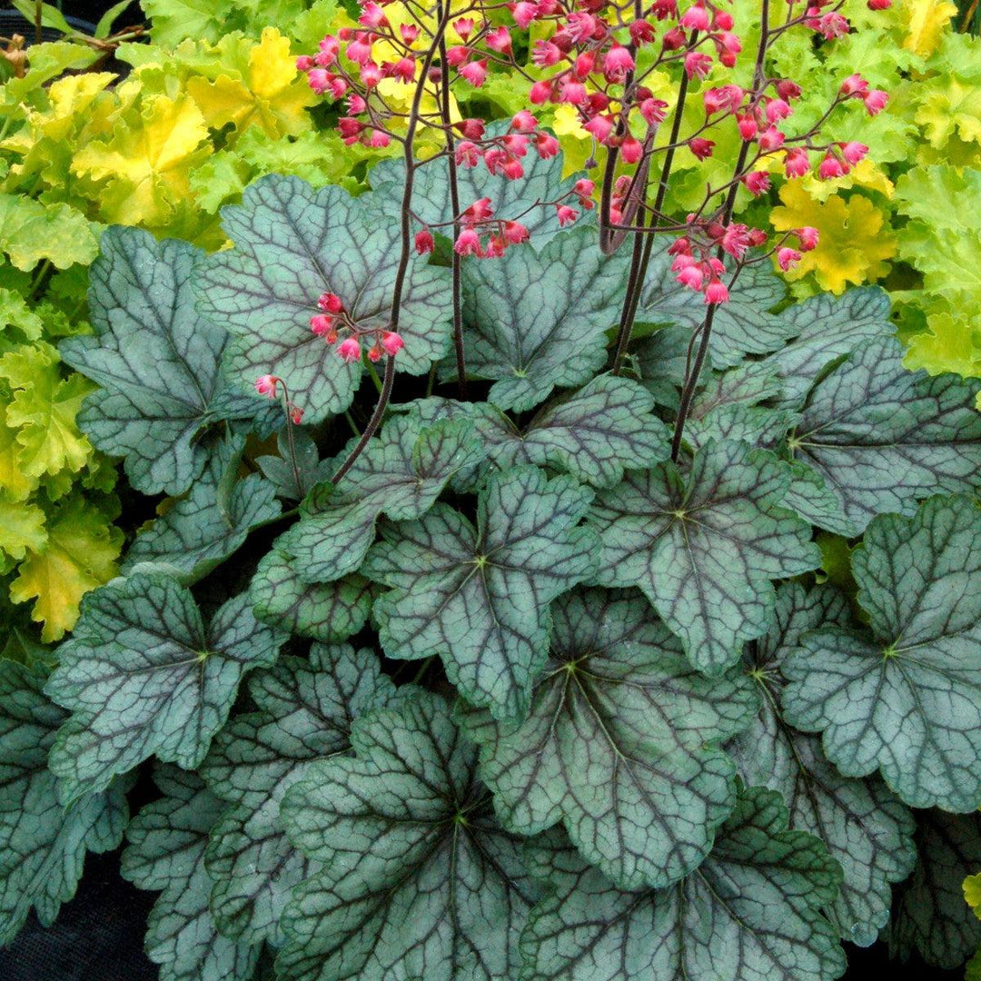 Heuchera 'Peppermint Spice' ~ Peppermint Spice Heuchera