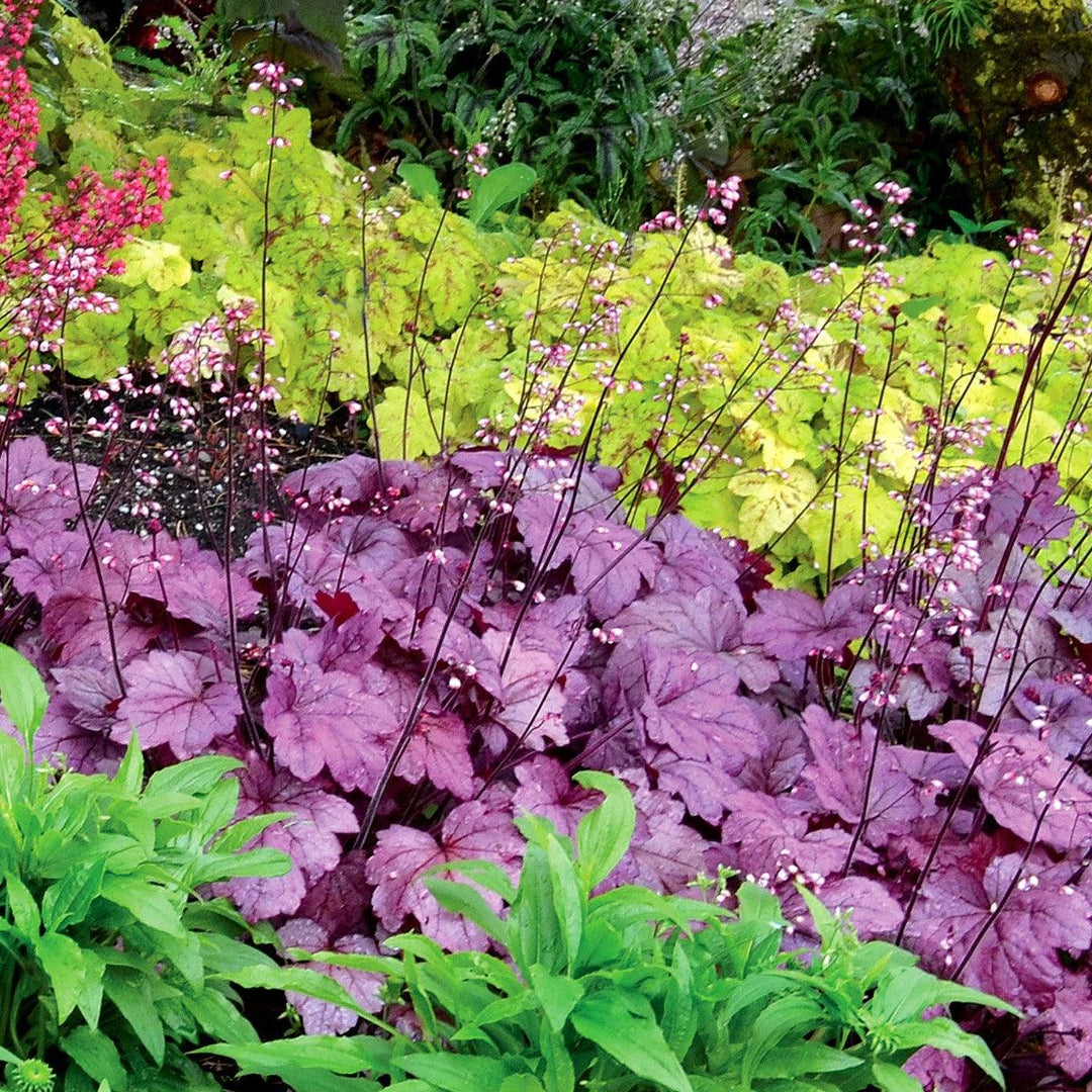 Heuchera ‘Georgia Plum’ ~ Georgia Plum Coral Bells