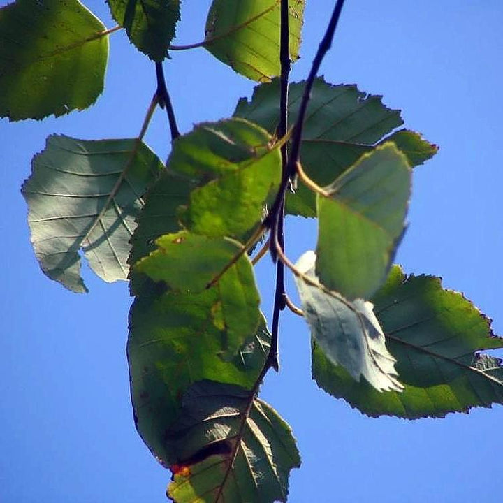 Betula nigra 'BNMTF' ~ Dura Heat® River Birch