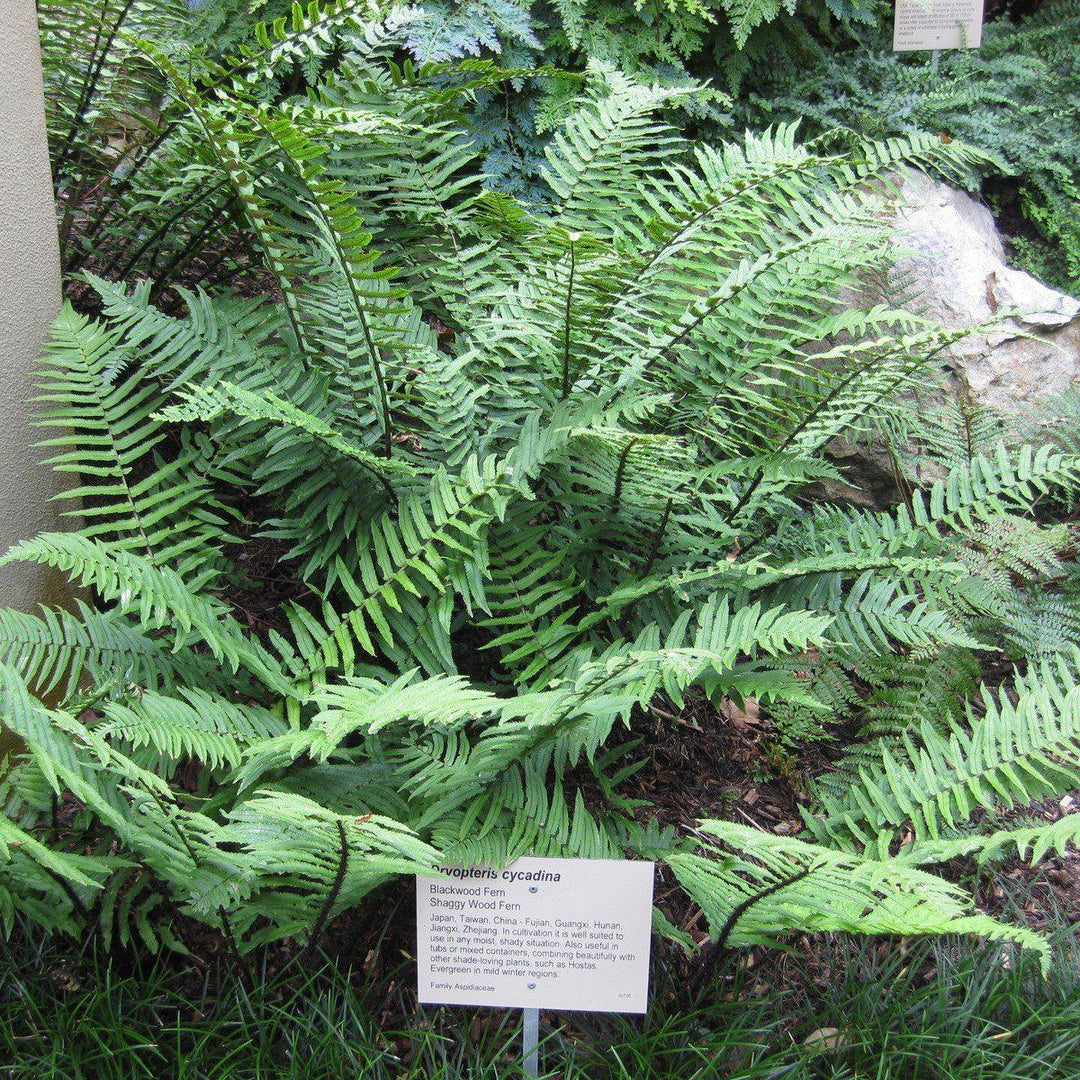 Dryopteris cycadina or D. atrata ~ Shaggy Shield Fern, Black Wood Fern