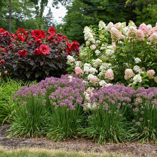 Hydrangea paniculata 'SMHPFL' PP25,135 ~ Fire Light® Hardy Hydrangea