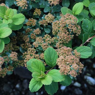 Spiraea betulifolia 'Tor' ~ Tor Birchleaf Spirea