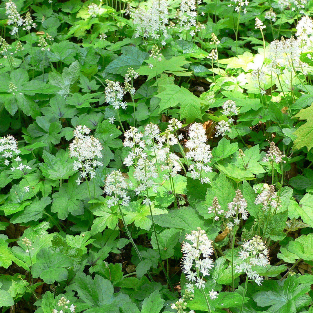 Tiarella cordifolia ~ Foam Flower