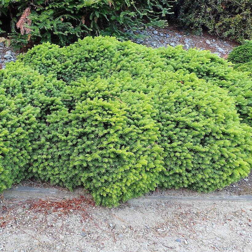 Picea abies 'Little Gem' ~ Little Gem Norway Spruce