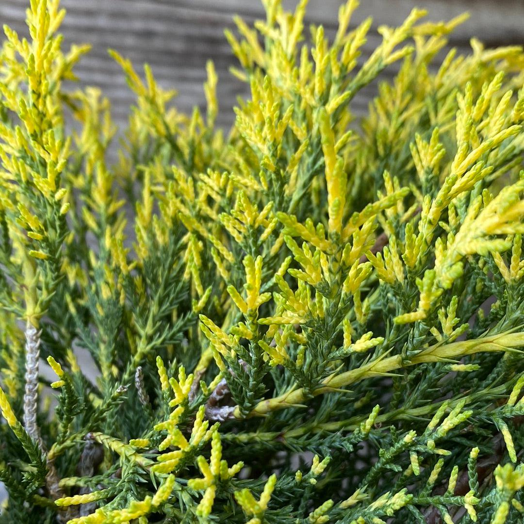 Juniperus chinensis 'Encaje dorado' ~ Enebro de encaje dorado